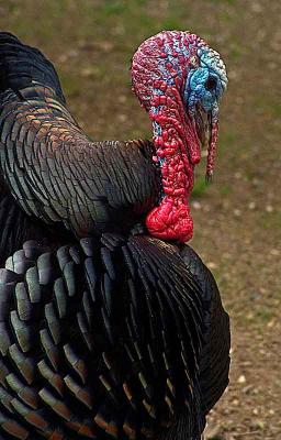 turkeyprofileDSC03060.jpg