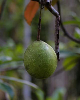 AppleofSarawak P5080199.jpg