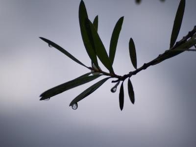 Raindrop P5065422.jpg