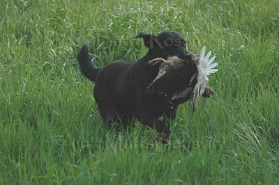 Amateur DSC_1577.jpg
