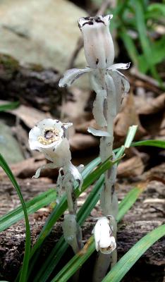 Indian Pipe - Monotropa uniflora