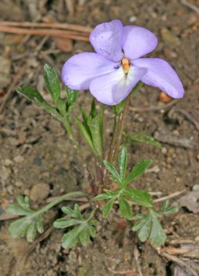 Birdfoot Violet  - V. pendata