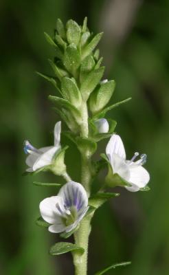 Thyme-leaved Speedwell Veronica serpyllifolia