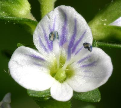 Thyme-leaved Speedwell -  V. serpyllifolia