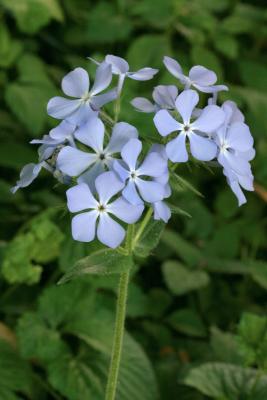 Wild Blue Phlox - Phlox divaricata