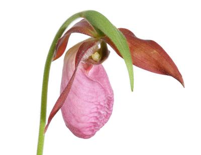 Pink Lady's Slipper (Cypripedium acaule)