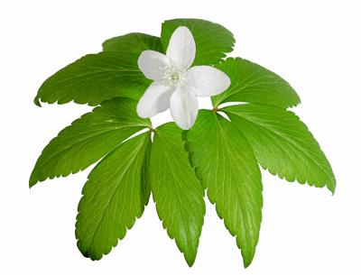 Mountain Anemone - Anemone lancifolia