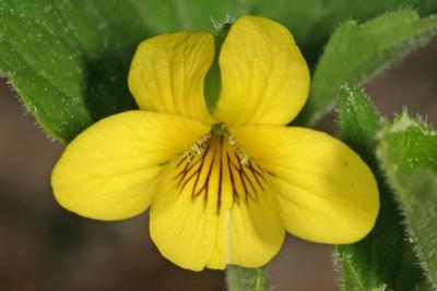 Downy Yellow Violet - Viola pubescens