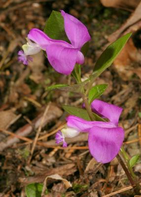 Fringed Polygala Polygala paucifolia