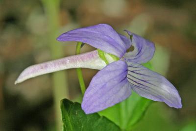 Long-spurred Violet Viola rostrata