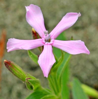 Downy Phlox - Phlox pilosa