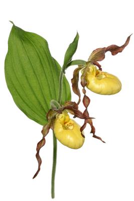 Lesser Yellow Lady's Slipper  - Cypripedium parviflorum 