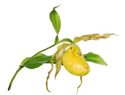 Greater Yellow Lady's Slipper - Cypripedium pubescens