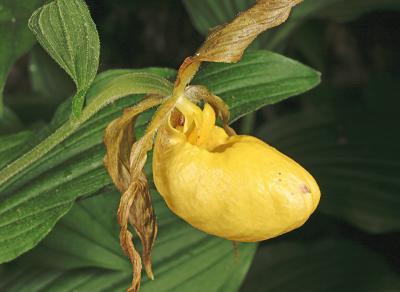 Greater Yellow Lady's Slipper - Cypripedium pubescens