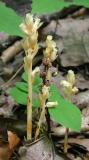 Pinesap - <i>Monotropa hypopithys</i>