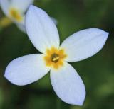 Bluets - <i>Houstonia caeulea</i>