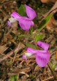 Fringed Polygala <i>Polygala paucifolia</i>