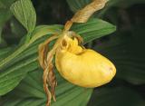 Greater Yellow Ladys Slipper - <i>Cypripedium pubescens</i>