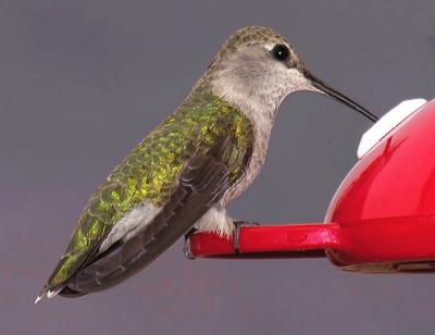 Black-chined Hummingbird