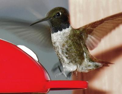 Black-chined Hummingbird