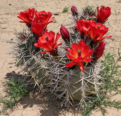 Cactus in yard