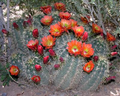 Cactus in yard