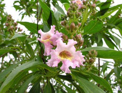 Chitalpa Tree bloom