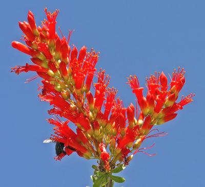 Ocotillo Bloom