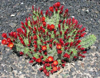 Large Cactus clump