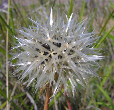 Seed Head