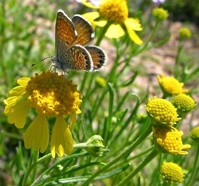 West Pygmy Blue Butterfly