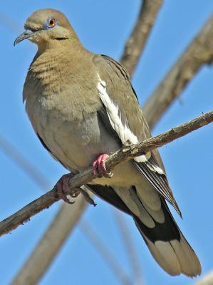 White-winged Dove