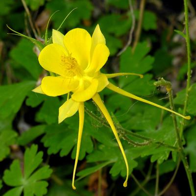 Yellow Columbine