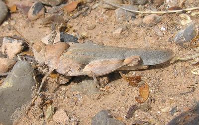 A Desert Grasshopper