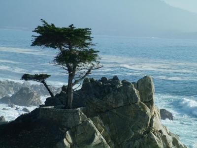 Lone Cypress.jpg
