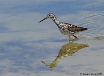 Greater Yellowlegs 141_4148_filtered A pbase 7-23-03.JPG