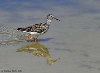 Lesser Yellowlegs 141_4128_filtered pbase 7-23-03.JPG