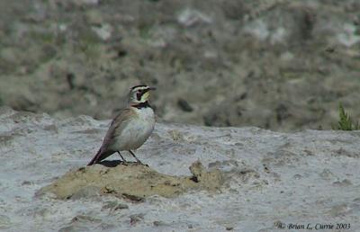 Larks (Alaudidae)
