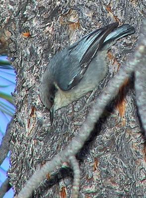 Nuthatches (Sittidae)
