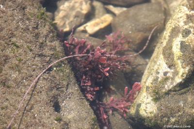 IMG_8507 Sea Vegetation.jpg