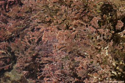 IMG_8508 Sea Vegetation.jpg