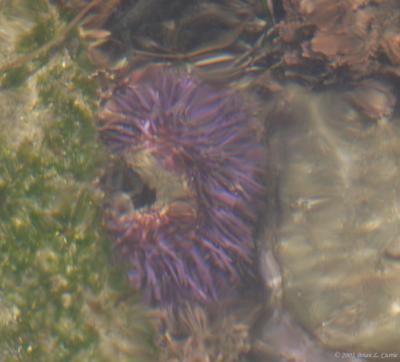 IMG_8517 Purple Sea Urchin.jpg