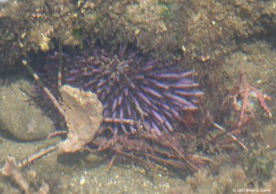 IMG_8519 Purple Sea Urchin.jpg
