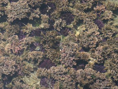 IMG_8520 Bed of Purple Sea Urchins.jpg