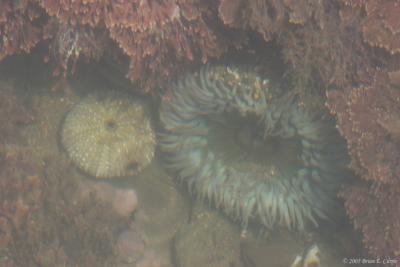 IMG_8523 Sea Anenome.jpg