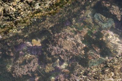 IMG_8528 Purple Sea Urchins - Sea Anenomes.jpg