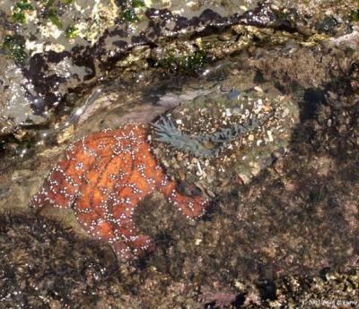 IMG_8529 Orange Starfish  Sea Anenome.jpg