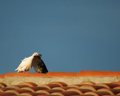 Rooftop Romance