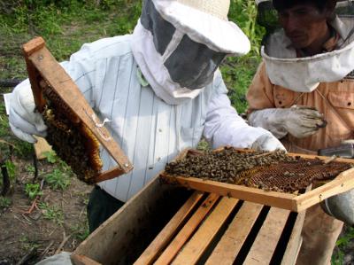 Bee keeping project in Yapacani