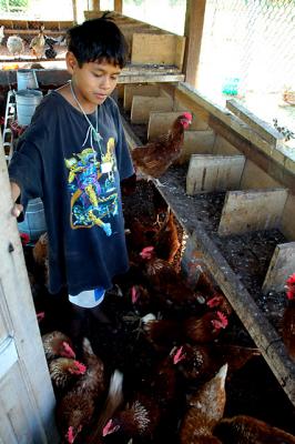 Tending Chickens at Camino Real Boys Home